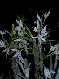 Image result for Xerophyta trichophylla