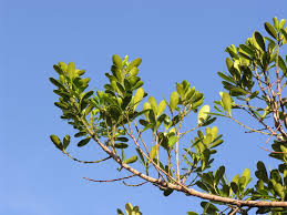 Image result for Pleurostylia