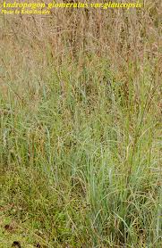 Image result for Andropogon
