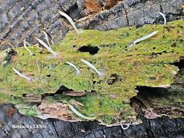 Image result for Multiclavula mucida