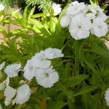 Graines De Dianthus Barbatus Oeillet Des Poetes Blanc Oeillet Oeillet De Poete Plante Annuelle