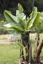 Giersch Mit Stauden Bekampfen So Geht Es Ganz Einfach In 2020 Exotische Pflanzen Pflanzen Mediterrane Pflanzen