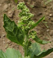 Image result for Psilotrichum schimperi