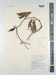 Image result for Eureiandra eburnea