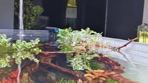 Image result for Neptunia oleracea