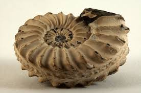 Ammonite definition, the coiled, chambered fossil shell of an ammonoid. Ammonitida Ammonite Ammonites