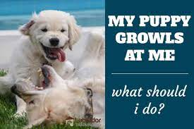 My Puppy Growls At Me What Should I Do Labradortraininghq