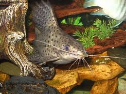 1 advice on koi fish swimming upside down, backwards, or sideways. Upside Down Catfish In My Tank With The African Cichlids He Keeps It Clean Aquarium Fish Tank African Cichlids Cichlid Fish Tank