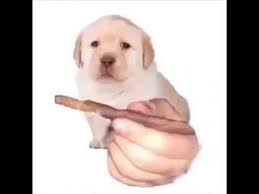 Quieres Youtube