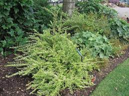 Maybe you would like to learn more about one of these? Honeysuckle Lonicera Nitida Lemon Beauty Evergreen Shrubs Evergreen Shrub Shrubs