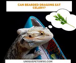 Zucchini is very high in phosphorus (1:4.5) and needs balancing out with high calcium greens and vegetables. Can Bearded Dragons Eat Zucchini