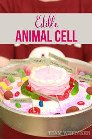 Check spelling or type a new query. Edible Science The Animal Cell Kathryn Whitaker Edible Animal Cell Edible Cell Project Animal Cells Model