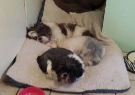 Cutie is up to date on her shots and dewormings. Pets For Adoption At Shih Tzu Rescue Of Central Wi In Schofield Wi Petfinder