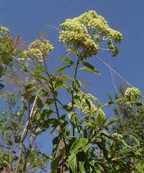 Image result for Microglossa densiflora