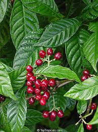 Image result for Psychotria ceratoloba