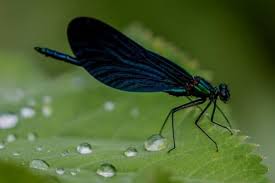 But a lush garden pond with permanent water will breed massive numbers of frogs, toads, and the pond will also act as a trap for mosquitoes, encouraging them to lay eggs there most of which will any ideas for attracting more dragonfly, frog, or bat action up by our lodge house and outdoor kitchen. How To Keep Mosquitoes Away From Your Pond Water Garden Advice