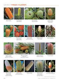 Flowers Banksia Page 2 Of 2 Australian Native Flowers Flower Names Australian Native Garden