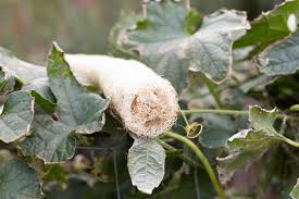 Image result for Luffa
