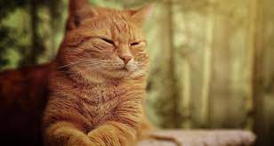 Meaning that even dogs previously diagnosed with cancer can have normal serum tk levels. Stomach And Intestinal Cancer Leiomyosarcoma In Cats Petlifesa