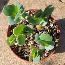 Image result for Kalanchoe fedtschenkoi