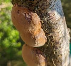 Image result for Phellinus pomaceus