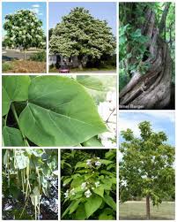 Plants crabapple tree small ornamental trees trees for front yard flowering crabapple tree pink spring flowers crab apple missouri botanical garden garden shrubs. 18 Trees Michigan Zone 5 Or Lower Ideas Plants Tree Zone 5