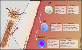 Christian brander and bruce d walker modulation of host immune responses by clinically relevant human dna and rna viruses //current yamashita s., murakami c., izumi y. Frontiers Human Monocyte Subsets And Phenotypes In Major Chronic Inflammatory Diseases Immunology