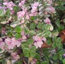 Le piante pendenti da interno sono molto decorative. Callisia Principali Specie Cure E Curiosita