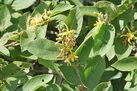Image result for Grewia flavescens