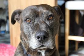 Get an instant online quote. Insurance For Landlords When Tenants Have Dogs