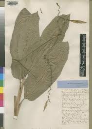 Image result for Hypselodelphys