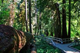 Maybe you would like to learn more about one of these? Boardwalk Trail In Grove Of The Patriarchs Mt Rainier National Park 1 2 Travel Dads