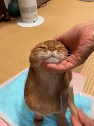 Cat Cat Reactions Mood Grooming Enjoying New Gif On Giphy Pretty Cats Cats Cat Grooming