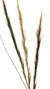 Image result for Aristida adscensionis