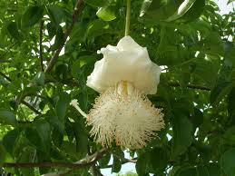 Image result for Adansonia digitata