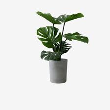 Potted Plants Plant Clipart Green Plant Plant Png Transparent Clipart Image And Psd File For Free Download Plants Green Plants Potted Plants