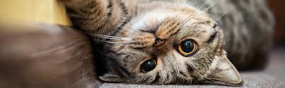 ‪Everything You Need To Know About Female Cats • Lemonade Insurance‬‏