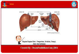 Al baqarah (sapi betina) 3. Bagian Bagian Hati Pengertian Struktur Fungsi Jenis