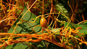 The Parasite That Wires Plants Together - The Atlantic