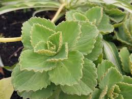 Image result for Coleus caninus