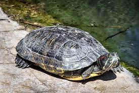 Turtles' health can suffer if they are not warm enough, so it's important to provide an environment between 75 and 80 degrees fahrenheit. Forever And Ever More The Lifespan Of Red Eared Sliders Pet Ponder
