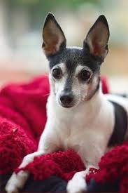 Black And White Rat Terrier Toy Fox Terrier Fox Terrier Toy Dog Breeds Toy Fox Terriers