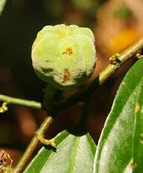 Image result for Leptonychia