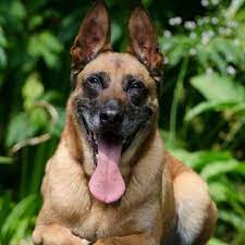 Use the search tool below and browse adoptable belgian malinoises! Belgian Malinois