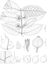 Image result for Keetia gueinzii