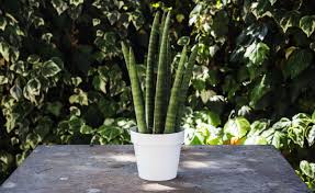 Prodotti ottimi e confezione ben curata (con istruzioni per la cura incluse), spedizione in tempi rapidi. Come Curare La Sansevieria In Inverno I Consigli Del Giardiniere