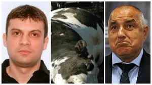 A company linked to Borisov's Taki and Cats again wins the "War for  Corpses"