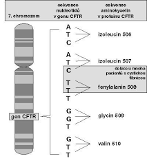 Patrí k najčastejším dedičným chorobám v strednej európe. Cysticka Fibroza Casopis Vesmir