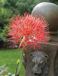Image result for Scadoxus