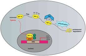 Hif creates direct and immediate impact with a focus on homelessness prevention for families in need through emergency financial support, access to affordable housing and the renovation of community shelters and transitional living homes. Hif 1a In Myocardial Ischemia Reperfusion Injury Review